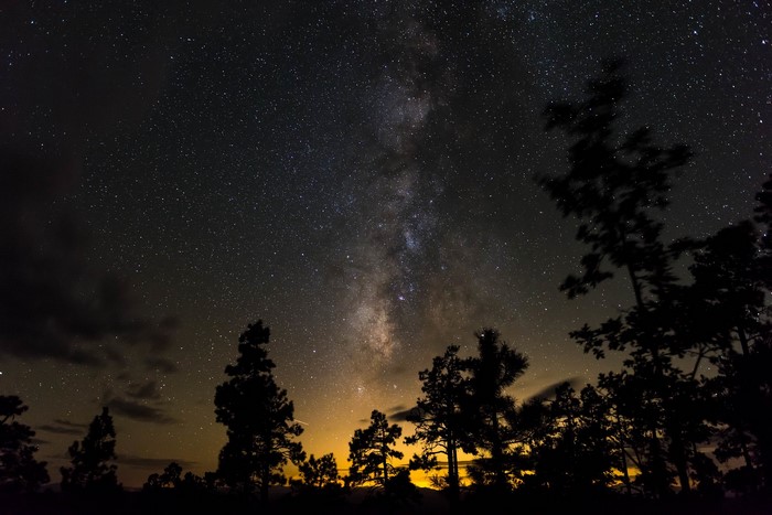 Silhouetted trees against the Milky Way at night