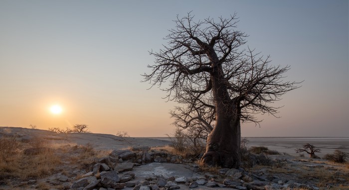 Baobab tree at sunset in Botswana