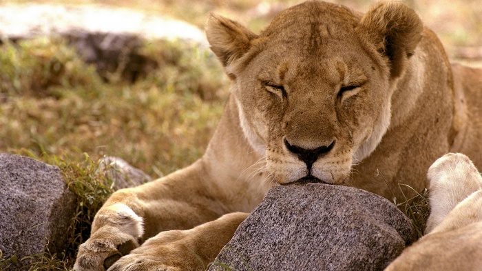 Lioness sleeping on rocks in a grassy field