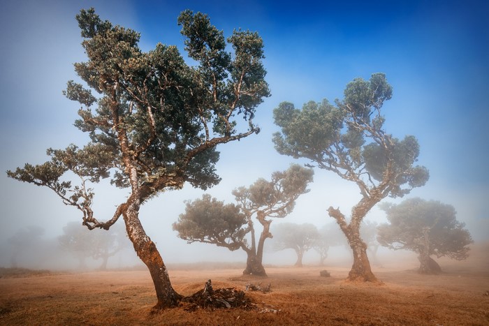 Ancient trees in a misty forest landscape