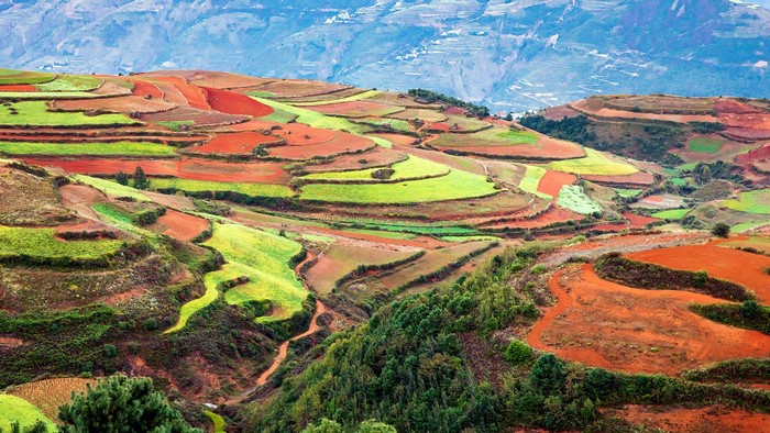 Terraced fields with red and green crops on rolling hills
