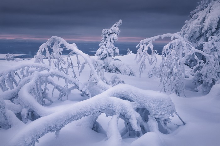 Snow-covered trees in a winter landscape at dusk
