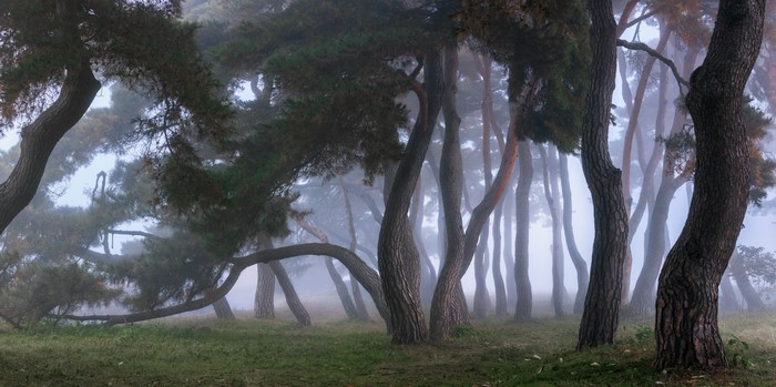 Nathaniel Merz mist pine trees forest