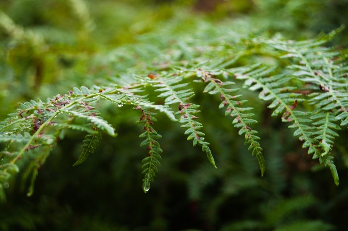 Close-up of a fern frond with water droplets