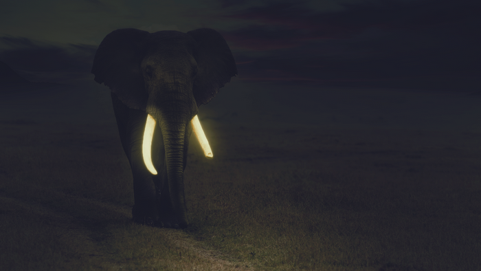 Elephant with glowing tusks at night