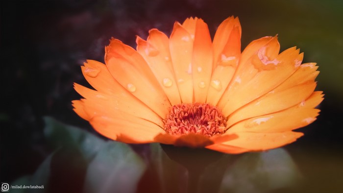 Close-up of an orange flower with water drops