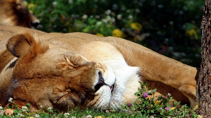 Lioness sleeping in the grass near a tree