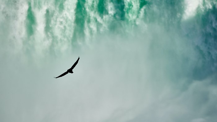Silhouette of a bird flying near a waterfall