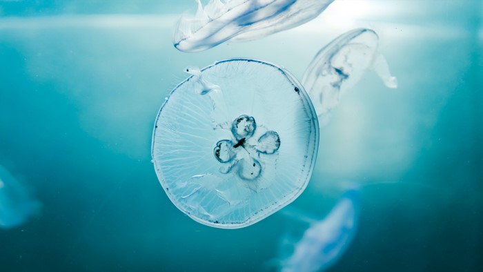 4K underwater cyan jellyfish