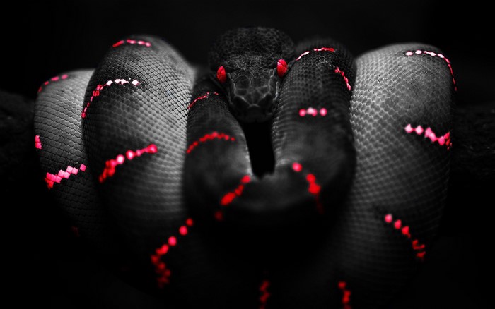 Black snake with red markings and eyes