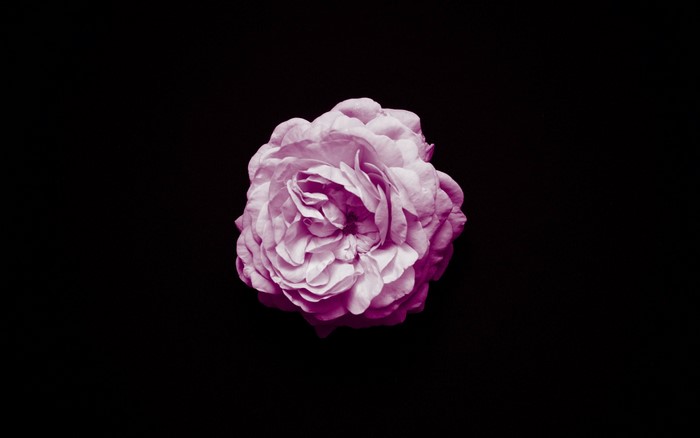 Pink rose on a black background