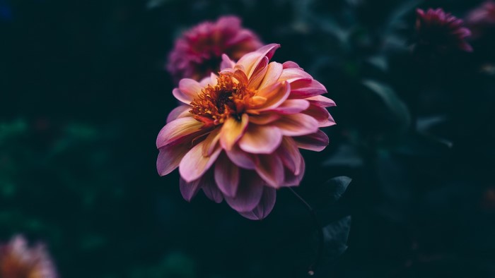 4K Macro Pink and Orange Dahlia Flower