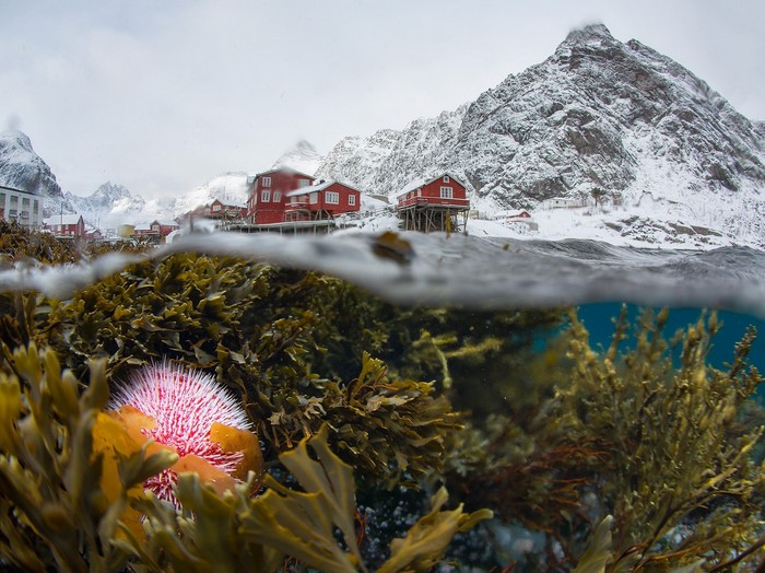 Underwater Sea Urchin and Norwegian Village in Winter