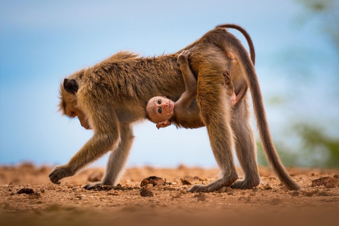 Mother monkey carrying her baby