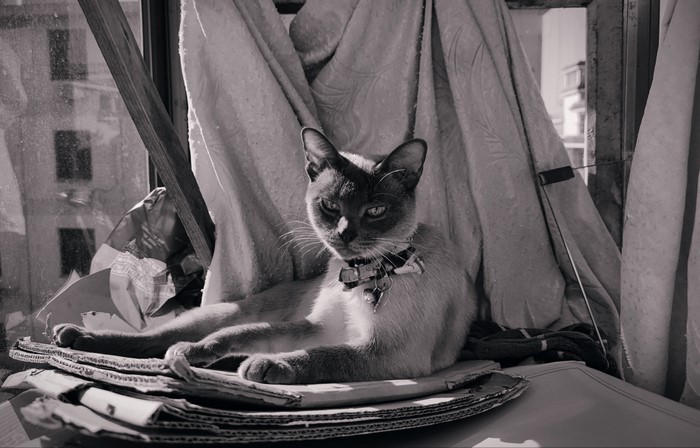 Monochrome Siamese cat on cardboard