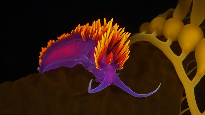 Purple and orange nudibranch on kelp
