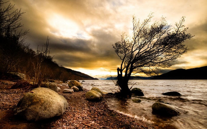 Tree by a lake with dramatic sky