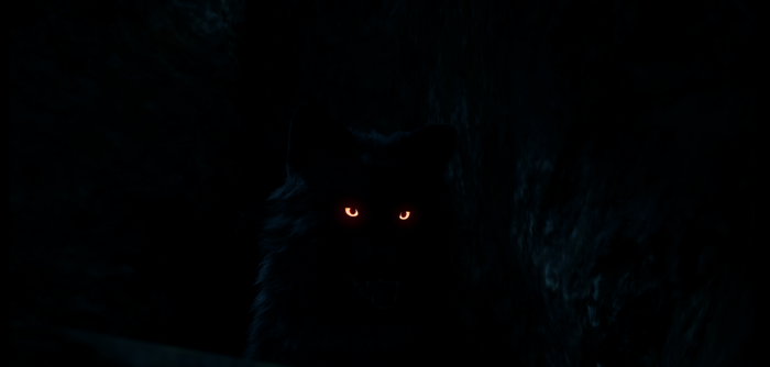 Black wolf with glowing eyes in dark forest