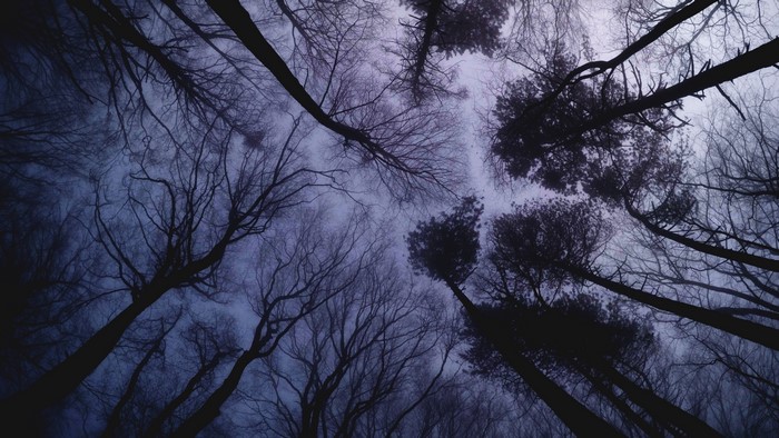 4K Worms Eye View of Bare Trees Against Misty Sky