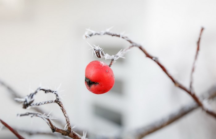 Red berry on a frosted branch in winter