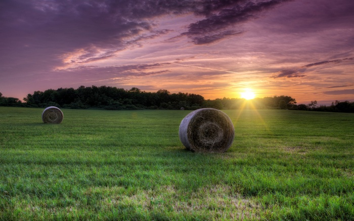 Hay bales in a field at sunset