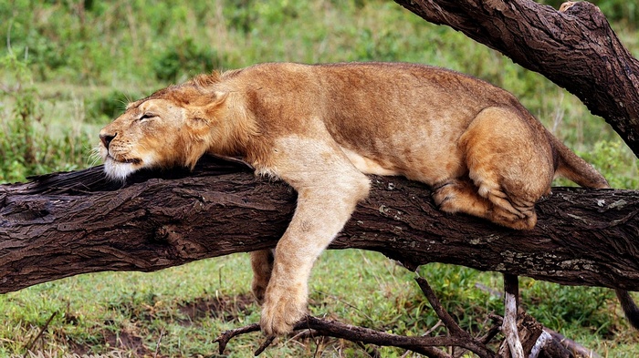 Lion sleeping on a tree branch