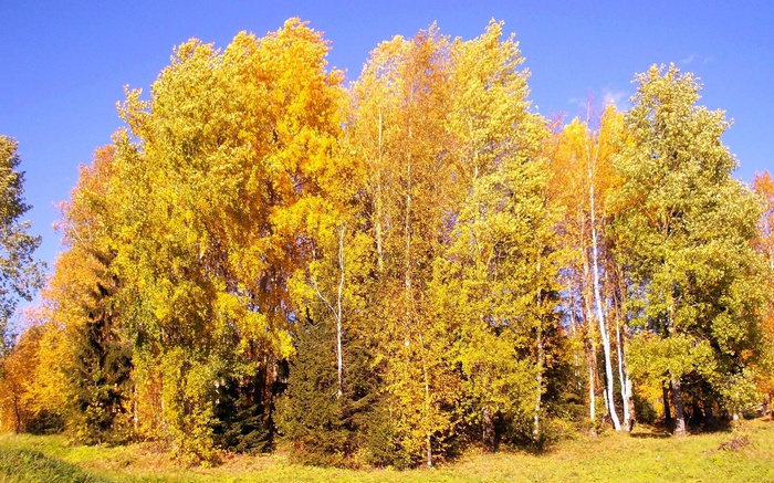 Autumn trees with yellow and green foliage under a blue sky