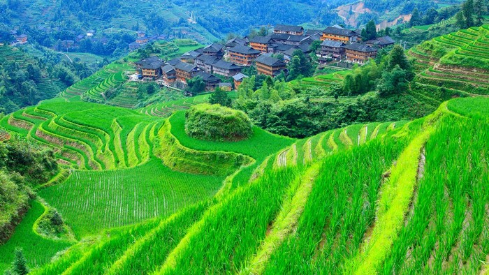 Rice terraces in Asia