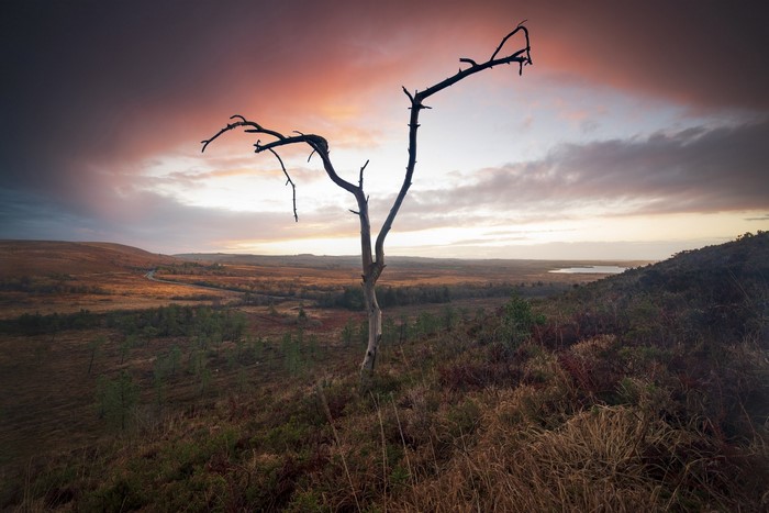 Dead tree silhouetted against a dramatic sunset sky over a moorland