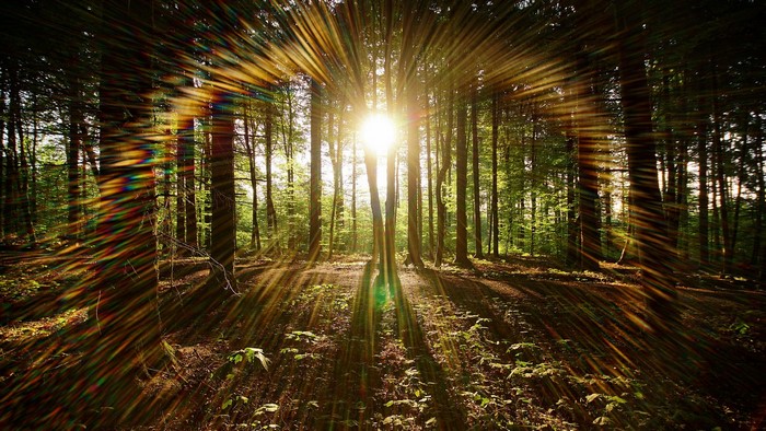 Sunlight streaming through a forest canopy