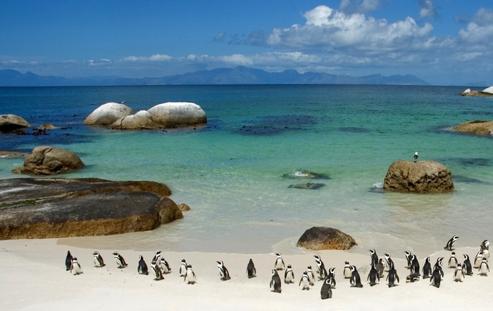 Penguins on a sandy beach with boulders and ocean