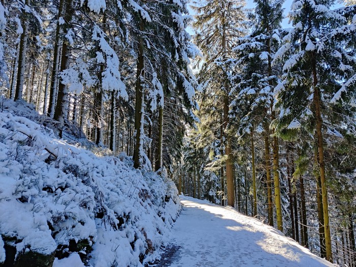 Winter forest path in Germany