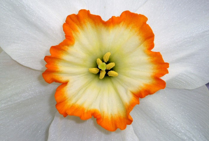Close-up of a white and orange daffodil flower