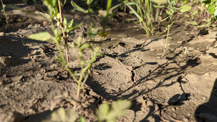 Cracked dry earth with plants and shadows