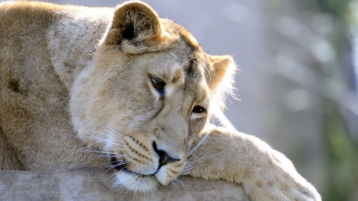 Lioness resting on a wooden surface