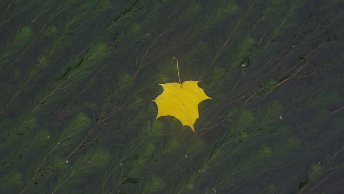 Yellow maple leaf floating on water with aquatic plants