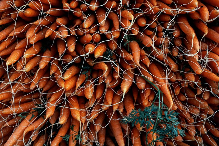 Pile of fresh carrots with roots and green tops