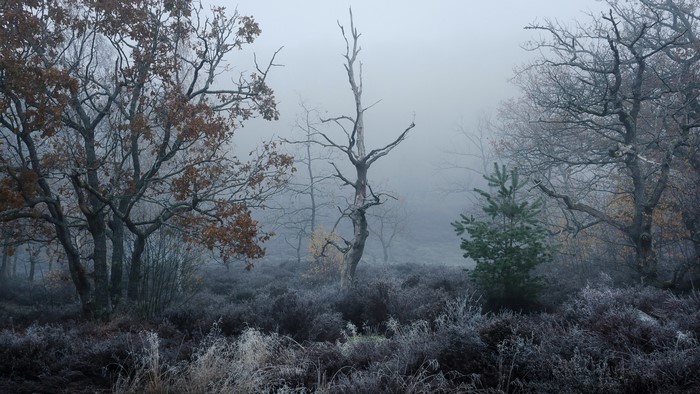 Misty forest with frosted plants and bare trees