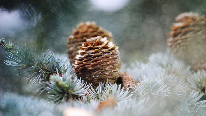 Pine cones on a pine tree branch