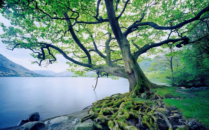 Ancient tree with exposed roots by a lake