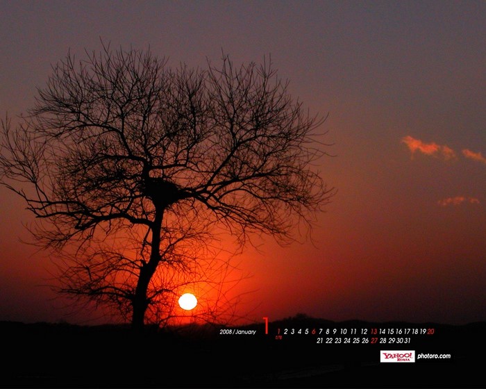 Bare tree at sunset with calendar