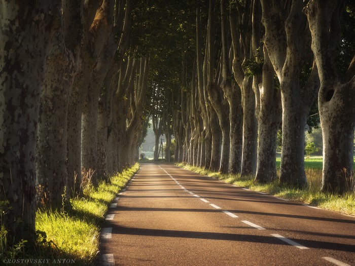 Tree-lined road with sunlight and shadows