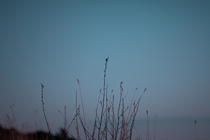 Silhouette of dry grass against a clear sky