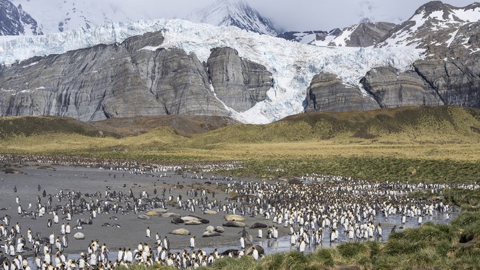 Penguin colony on a beach with glaciers and mountains