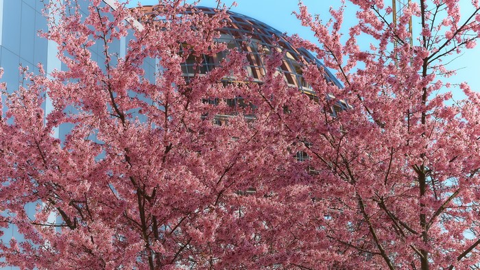 Pink cherry blossoms in front of a modern building