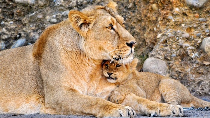 Lioness and cub resting together