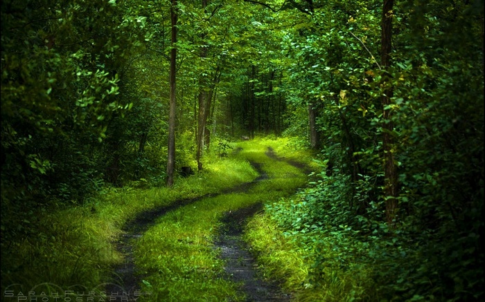 A winding dirt path through a dense green forest