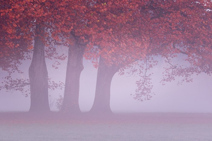 Trees with red leaves in the mist