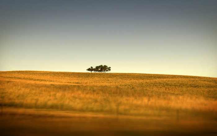 Trees on a golden hill under a gradient sky