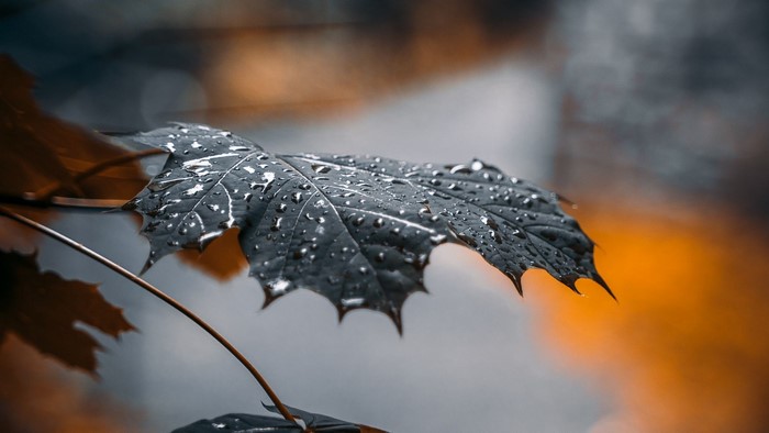Close-up of a wet maple leaf with water drops